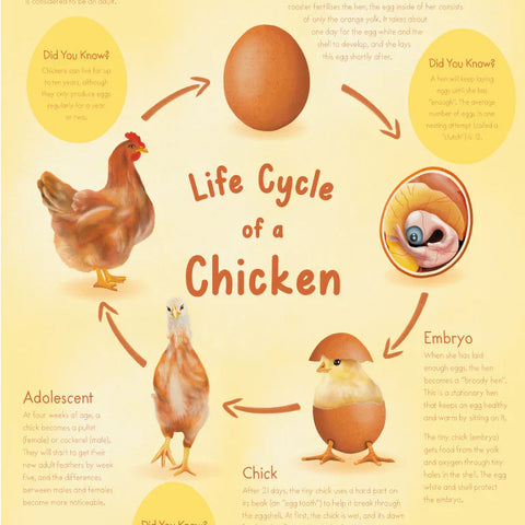 Unit Study: Animals & Life Cycles