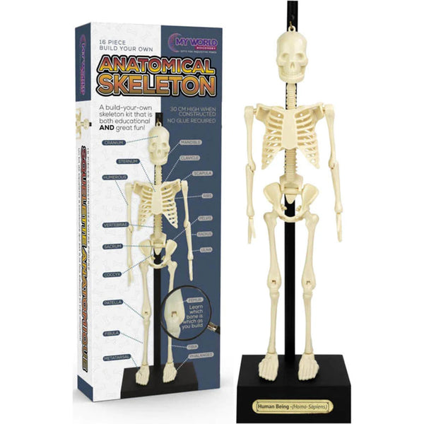Anatomical Skeleton - Brain Spice