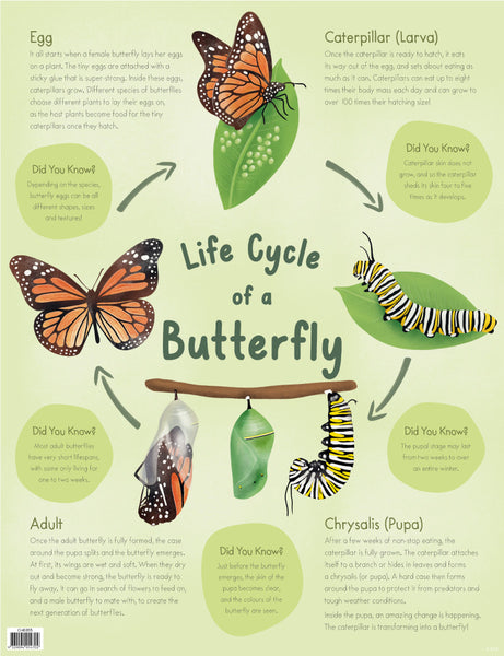 Life Cycle of a Butterfly