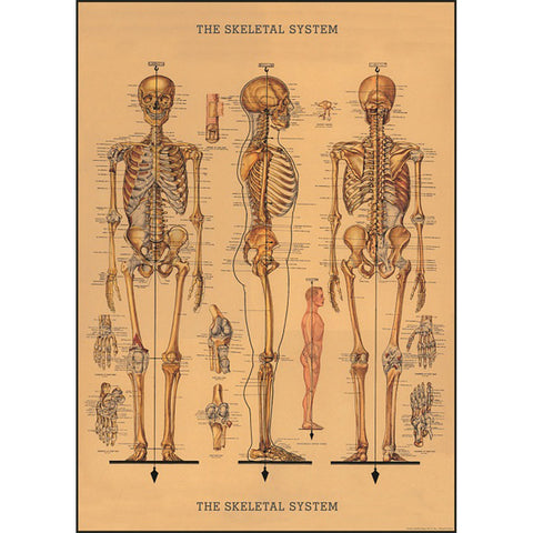 Cavallini Skeleton Poster/Gift Wrap - Brain Spice