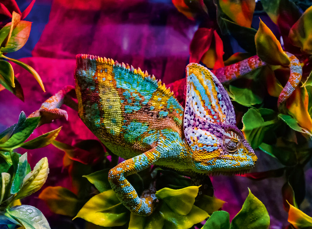 Chameleon - Jigsaw 500pc - Brain Spice
