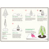 Crystal Growing Douglas Fir Tree - Brain Spice