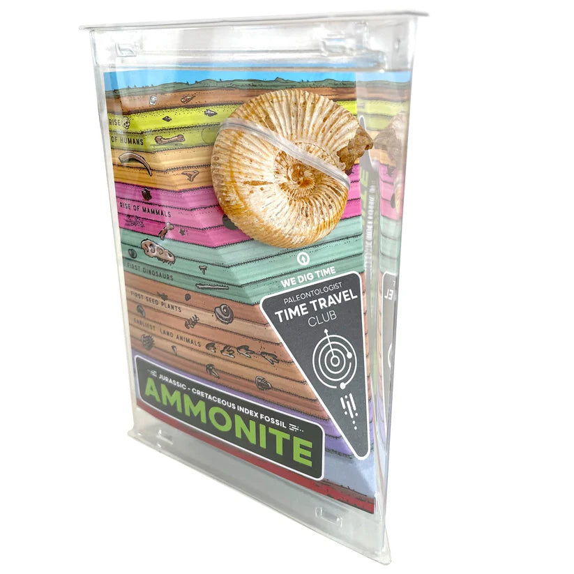 Giant Fossil Ammonite - Brain Spice