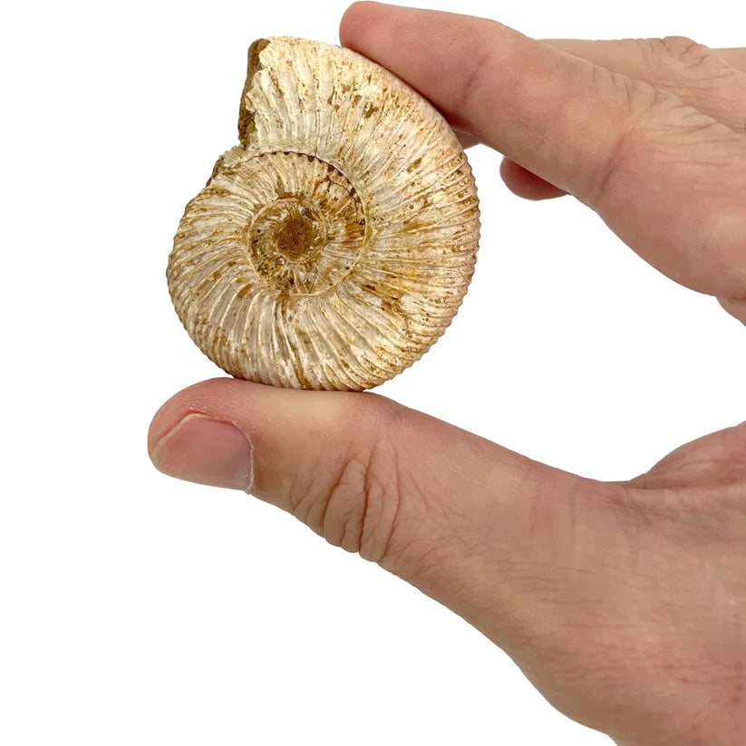 Giant Fossil Ammonite - Brain Spice