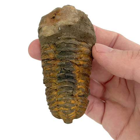 Giant Fossil Trilobite - Brain Spice