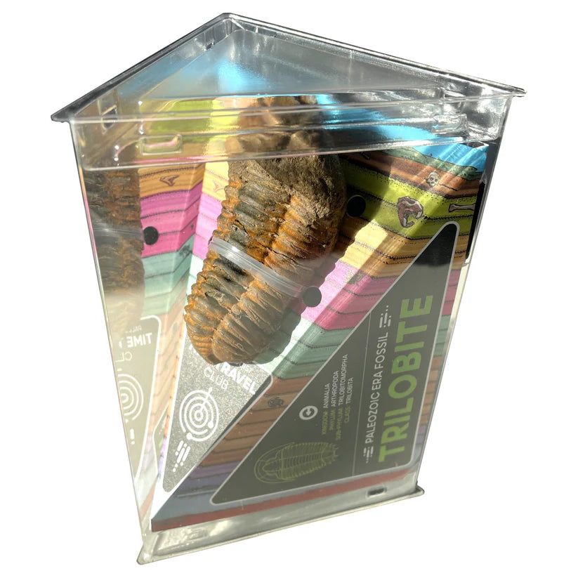 Giant Fossil Trilobite - Brain Spice