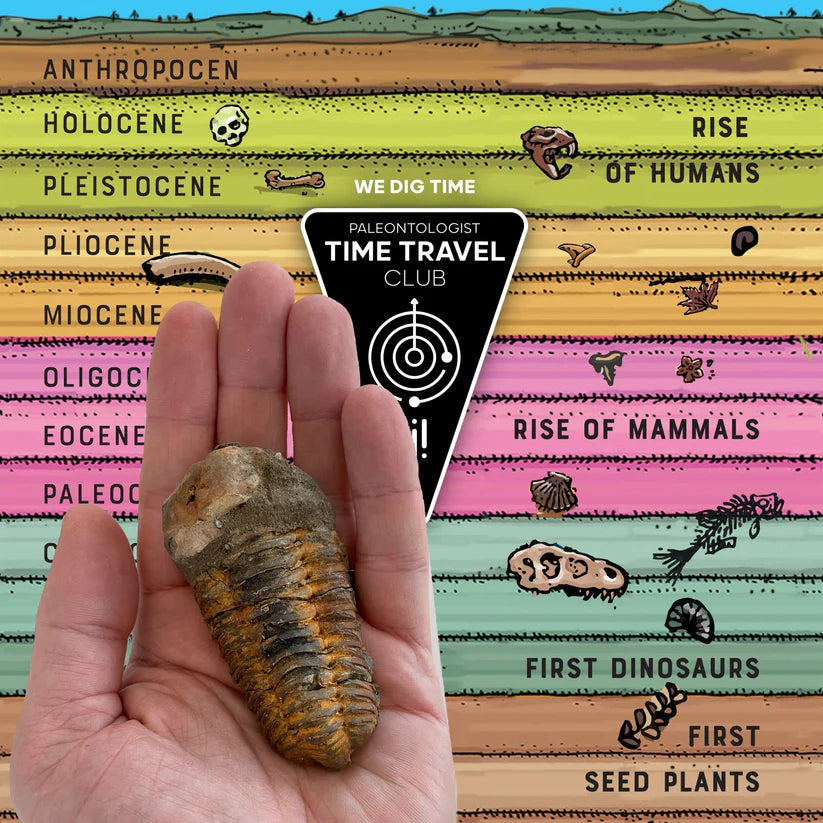 Giant Fossil Trilobite - Brain Spice