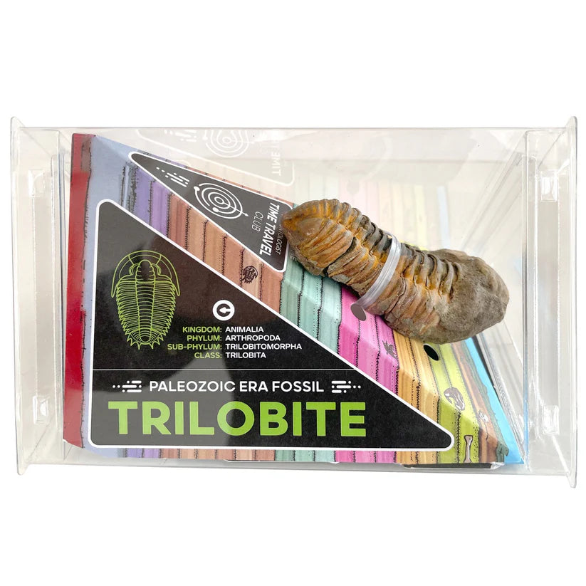 Giant Fossil Trilobite - Brain Spice