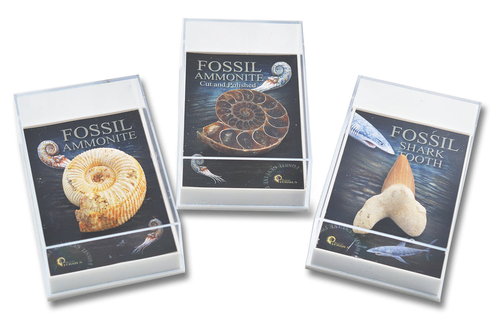 Gift Boxed Fossils - Brain Spice