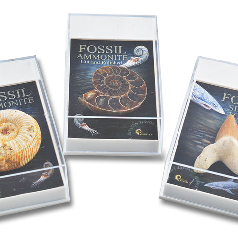 Gift Boxed Fossils - Brain Spice