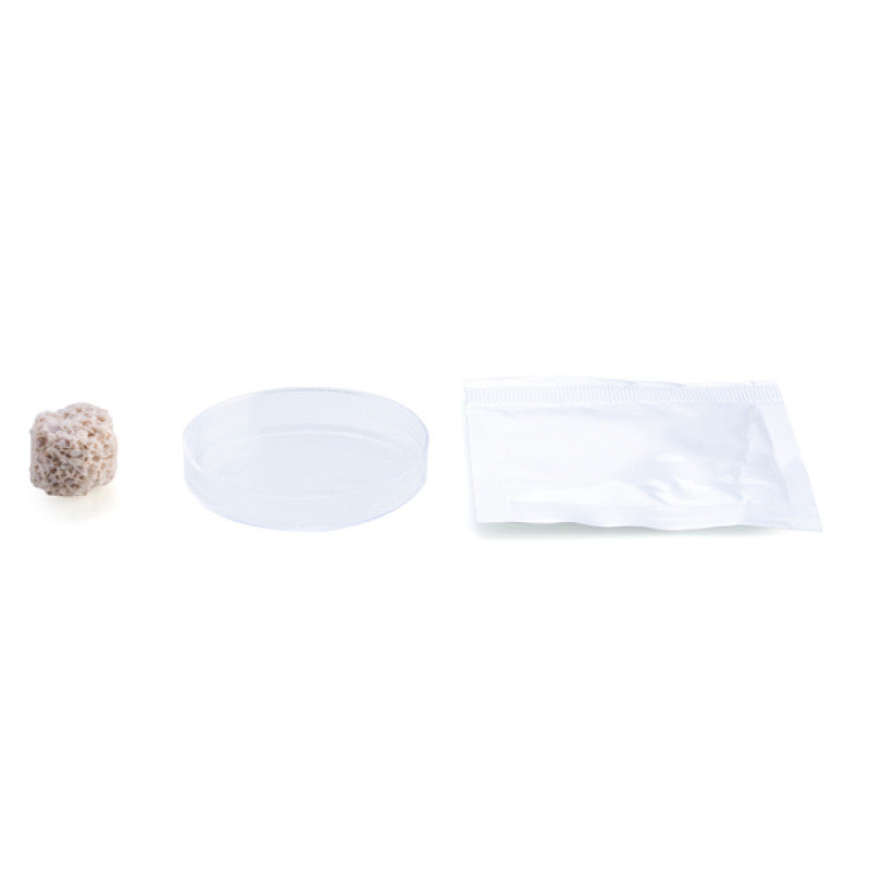 Grow Frozen Magic Rock - Brain Spice