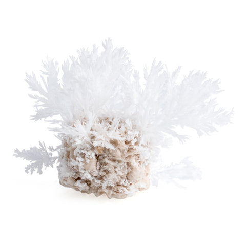 Grow Frozen Magic Rock - Brain Spice