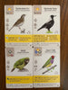 Wingspan Oceania Expansion - Stonemaier Games - Brain Spice