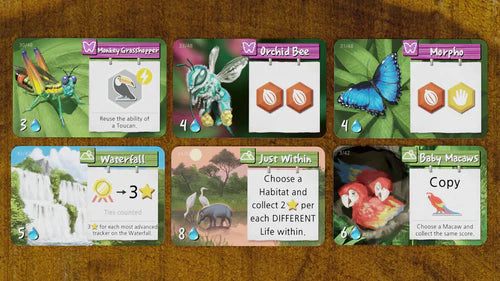 Life of the Amazonia - Brain Spice