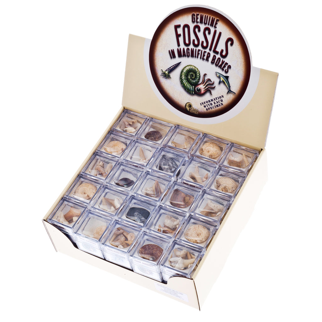 Magnified Fossils Box - Brain Spice