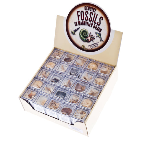 Magnified Fossils Box - Brain Spice
