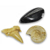Magnified Fossils Box - Brain Spice