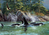 Orcas - Jigsaw 1000pc - Brain Spice