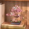 Sakura Bonsai - Brain Spice