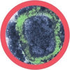 Smallpox - Giant Microbe - Brain Spice