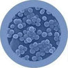 Staph - Giant Microbe - Brain Spice