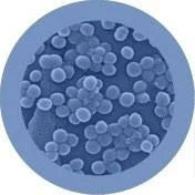 Staph - Giant Microbe - Brain Spice