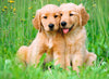The Golden Retriever Brothers - Jigsaw 500pc - Brain Spice