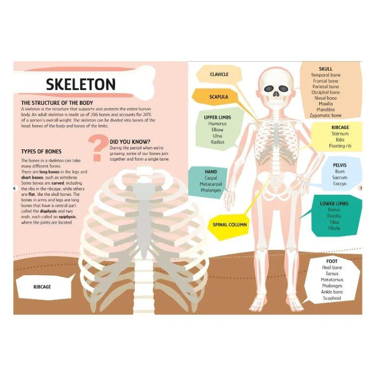 The Human Body Puzzle & Book Set - 205pc - Sassi Travel Learn and Explore - Brain Spice - Brain Spice