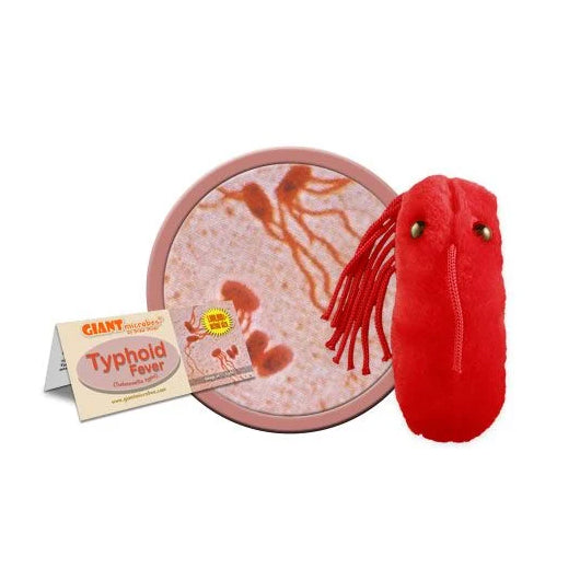 Typhoid Fever - Giant Microbe - Brain Spice