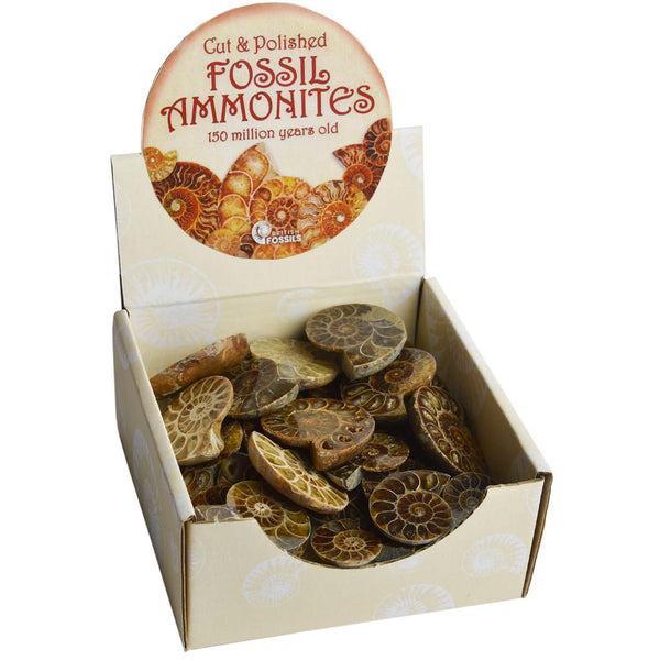 Polished Ammonites - Brain Spice