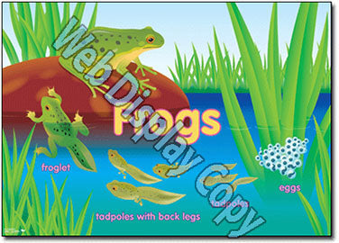 Animals - Early Years Theme Posters - Brain Spice