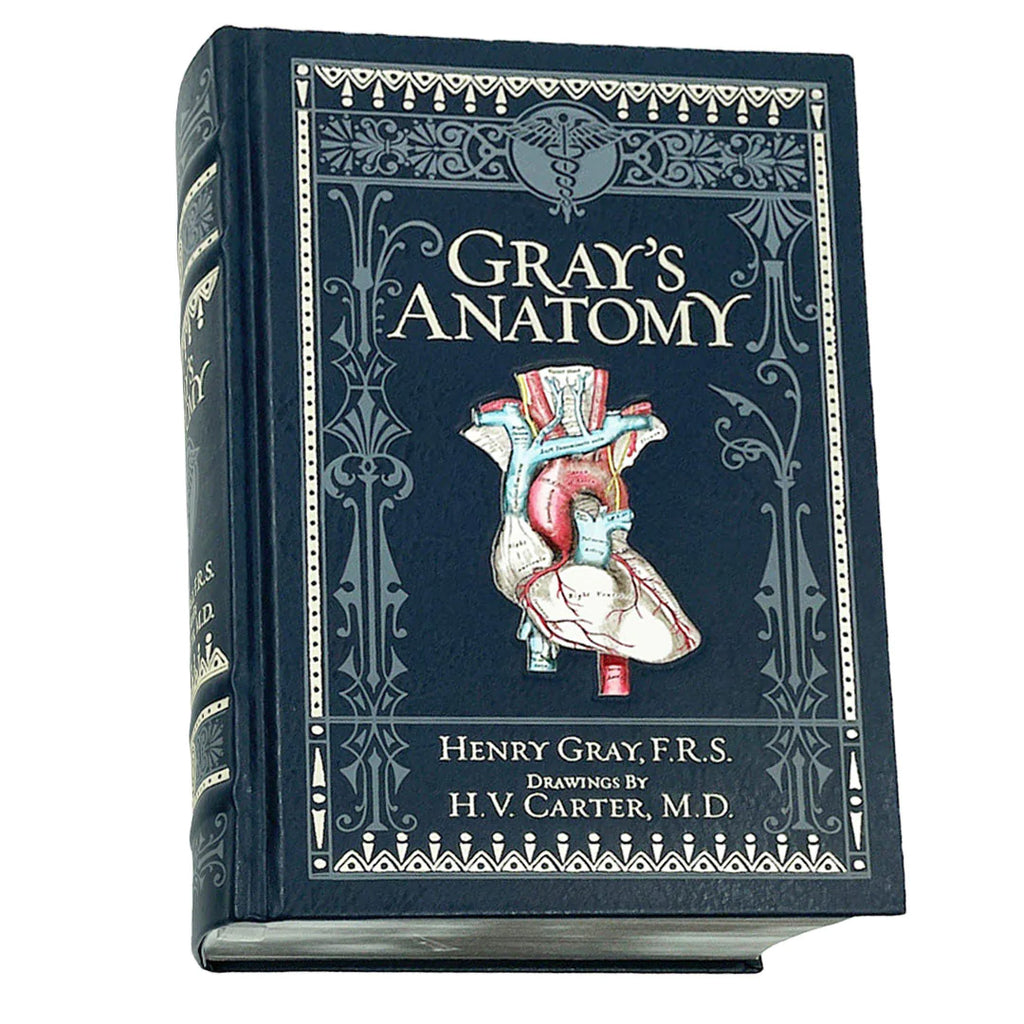 Grays Anatomy - Brain Spice