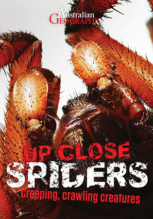 Up Close Spiders - Brain Spice