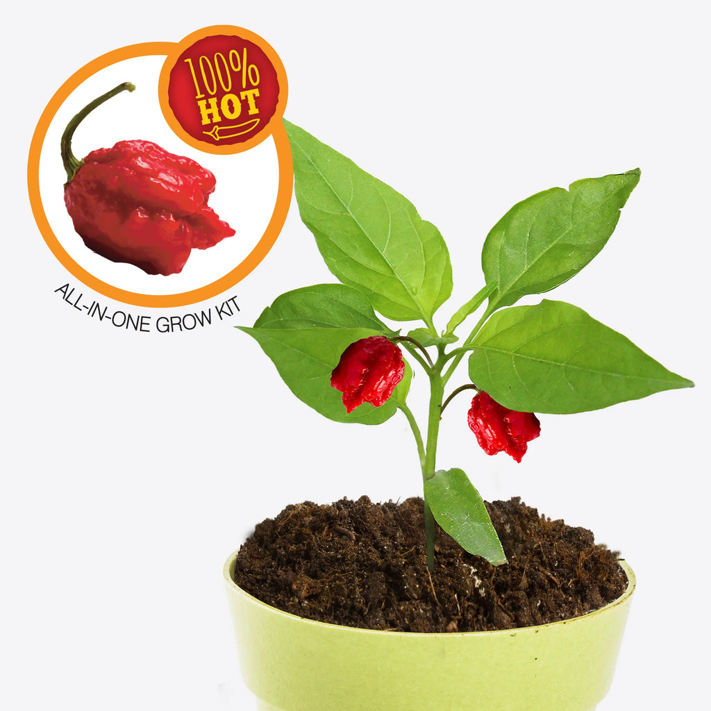Carolina Reaper Chilli Plant - Brain Spice
