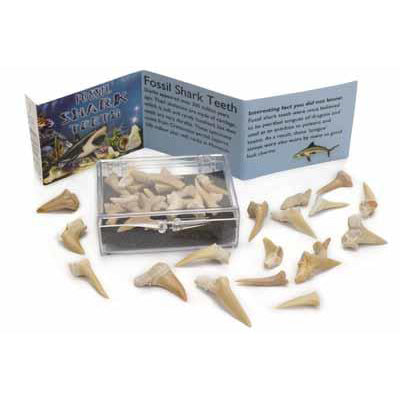 Fossil Shark Teeth Set - Brain Spice