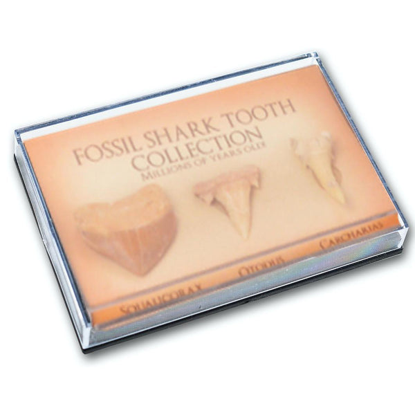 Fossil Shark Tooth Collection - Set of 3 Teeth - Brain Spice