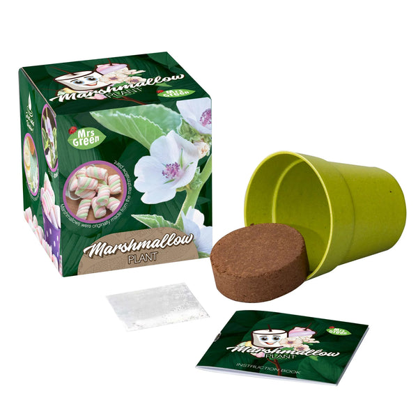 Marshmellow Plant - Brain Spice