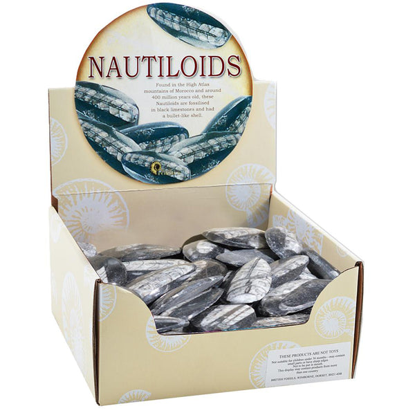 Nautiloid Fossils - Brain Spice