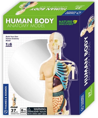 Human Body Anatomy Model - Brain Spice