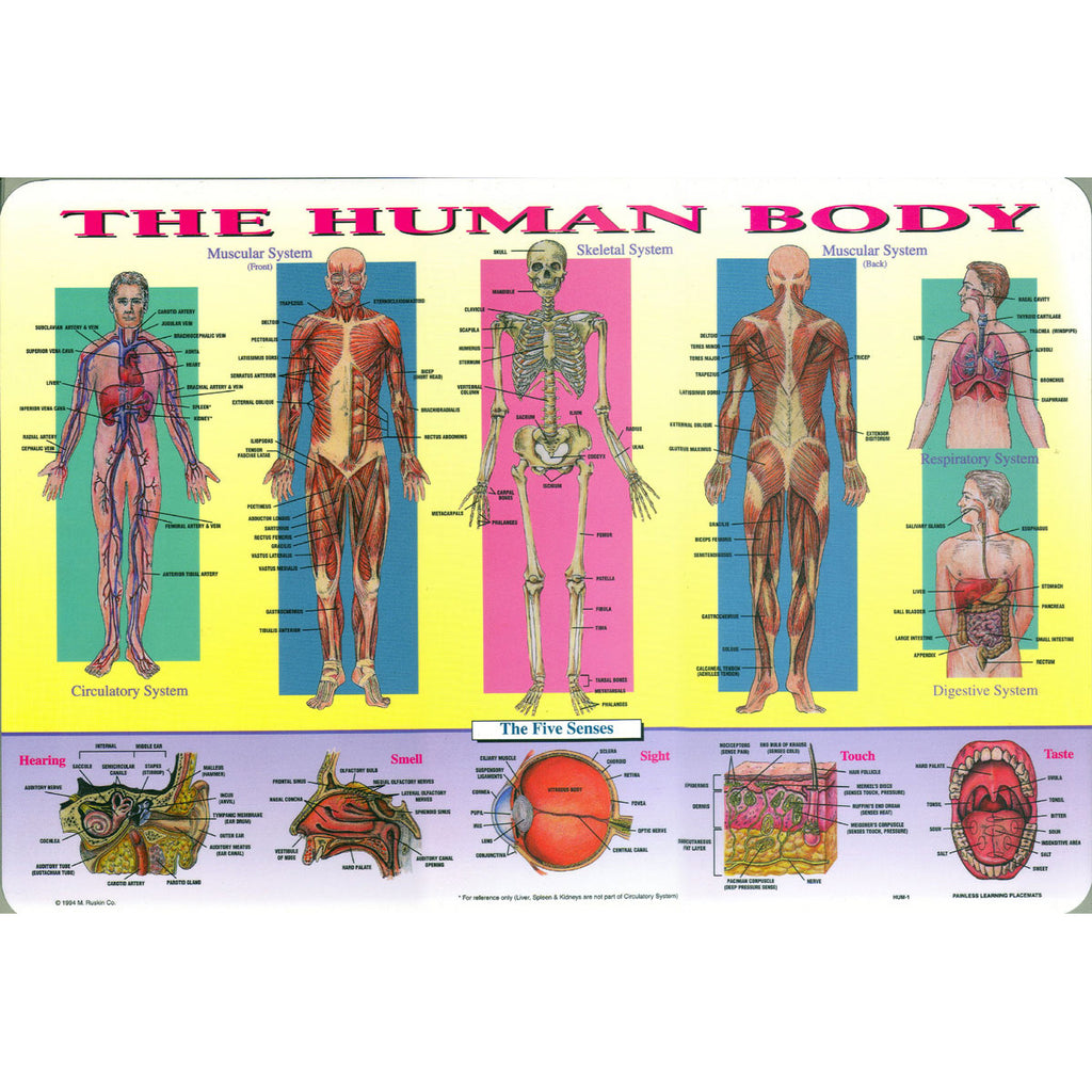 Human Body Placemat - Brain Spice