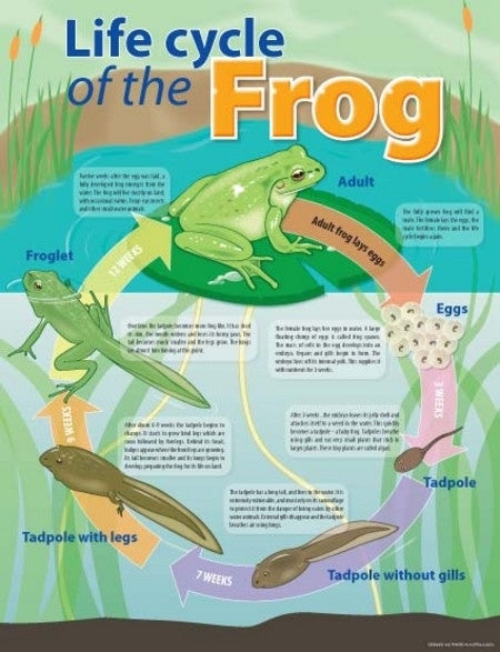 Life Cycle of a Frog - Brain Spice