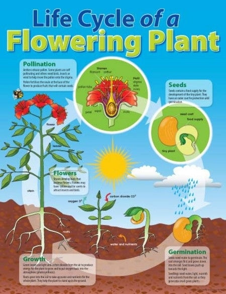Life Cycle of a Flowering Plant - Brain Spice