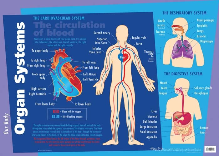 Major Organs Wall Chart - Brain Spice