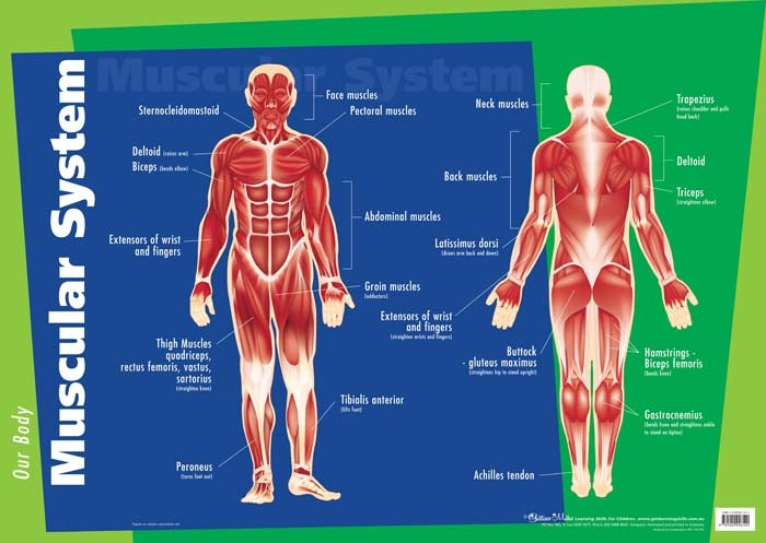 Muscular System Wall Chart - Brain Spice