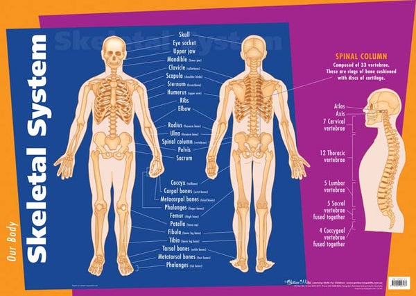 Skeletal System Wall Chart - Brain Spice