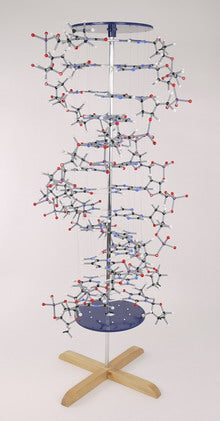 DNA Model Proview
